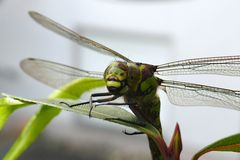 Unerwarteter Besuch von Frau Libelle