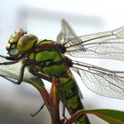 Unerwarteter Besuch von Frau Libelle (2)