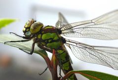 Unerwarteter Besuch von Frau Libelle (2)