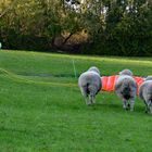 Unerwarteter Besuch von oben