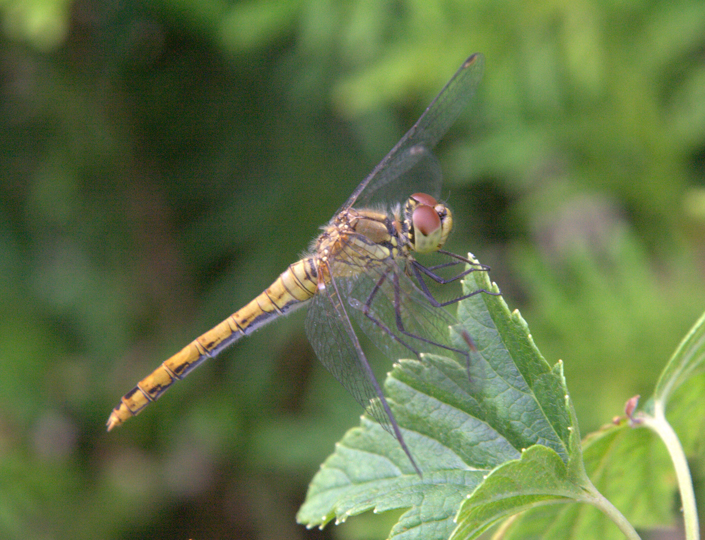 unerwarteter Besucher im Garten...