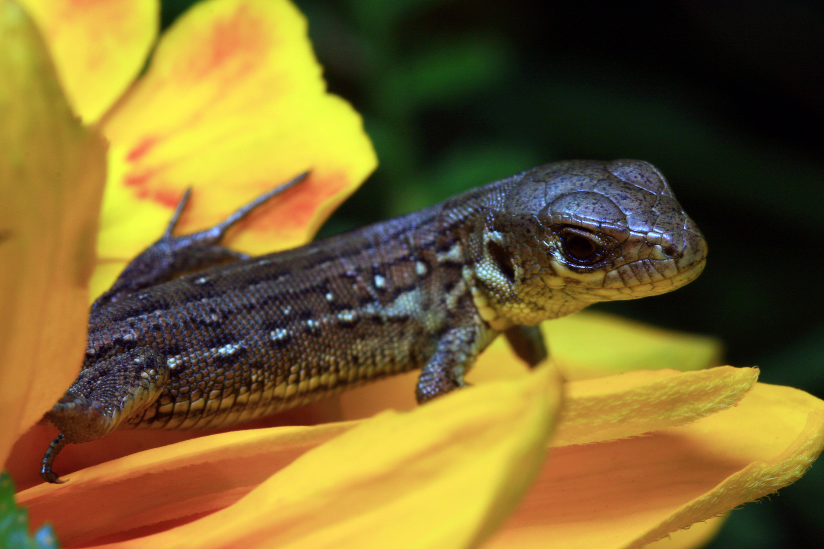 Unerwarteter Gast auf einer Blüte