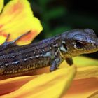 Unerwarteter Gast auf einer Blüte