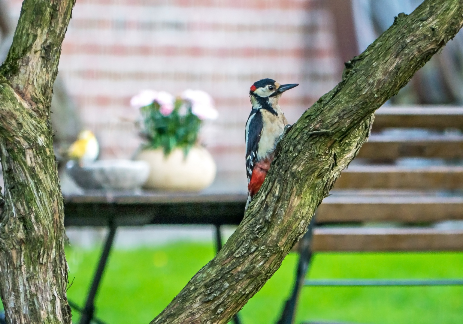 Unerwarteter Gast im Garten