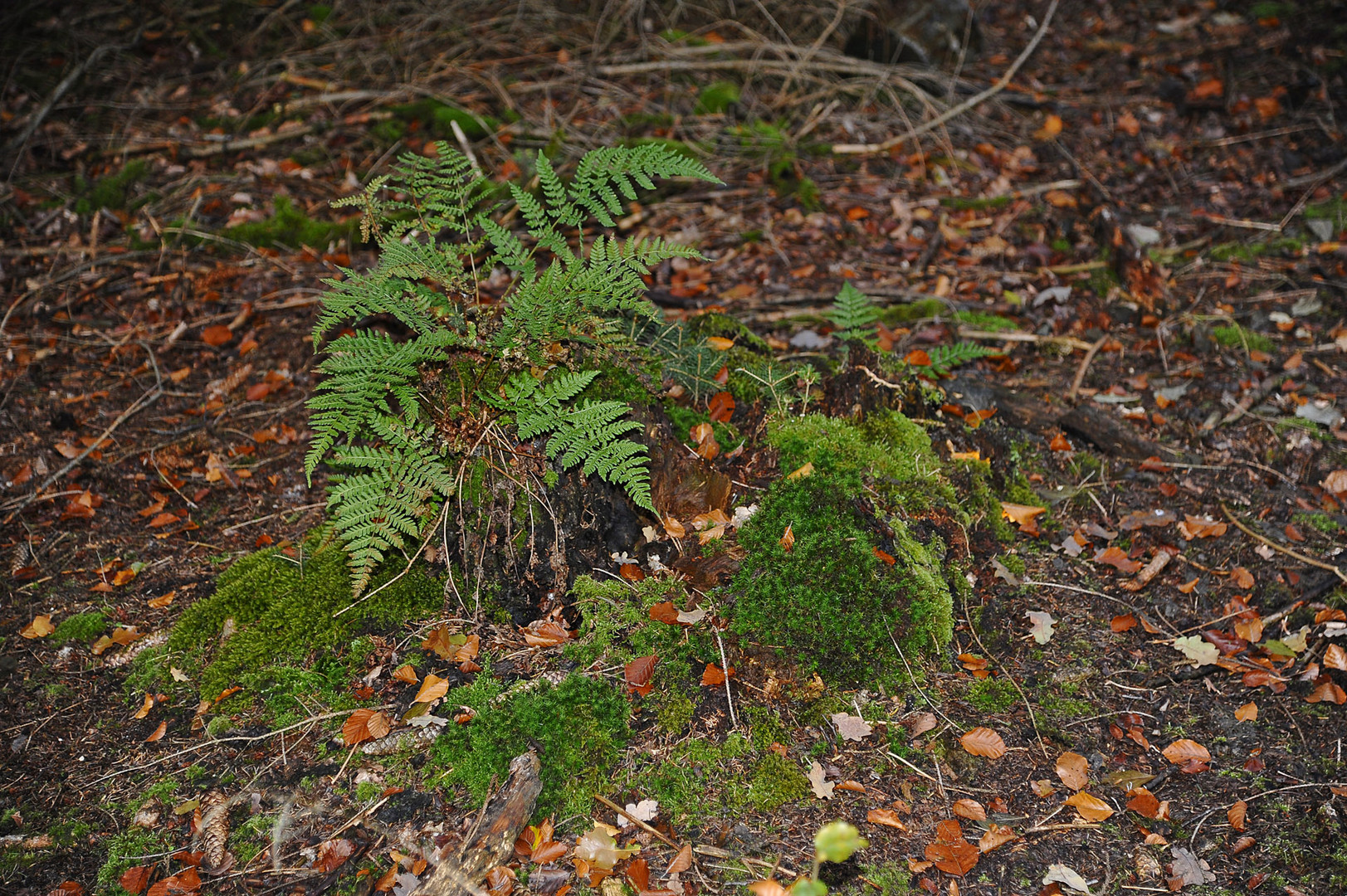 Unerwarteter grüner Farn noch Mitte November im dunklen Tannenwald!