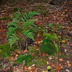 Unerwarteter grüner Farn noch Mitte November im dunklen Tannenwald!