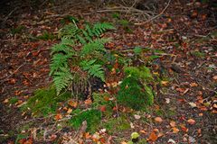 Unerwarteter grüner Farn noch Mitte November im dunklen Tannenwald!