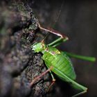 Unerwarteter nächtlicher Besuch