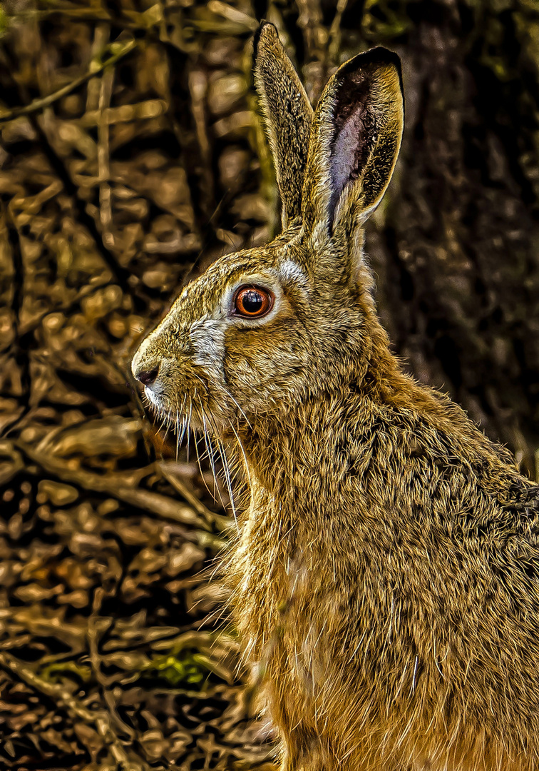 Unerwartetes Feldhaserl im Wald