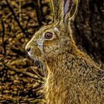 Unerwartetes Feldhaserl im Wald