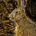 Unerwartetes Feldhaserl im Wald