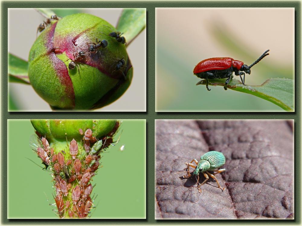 Unerwünschte Gäste im Garten