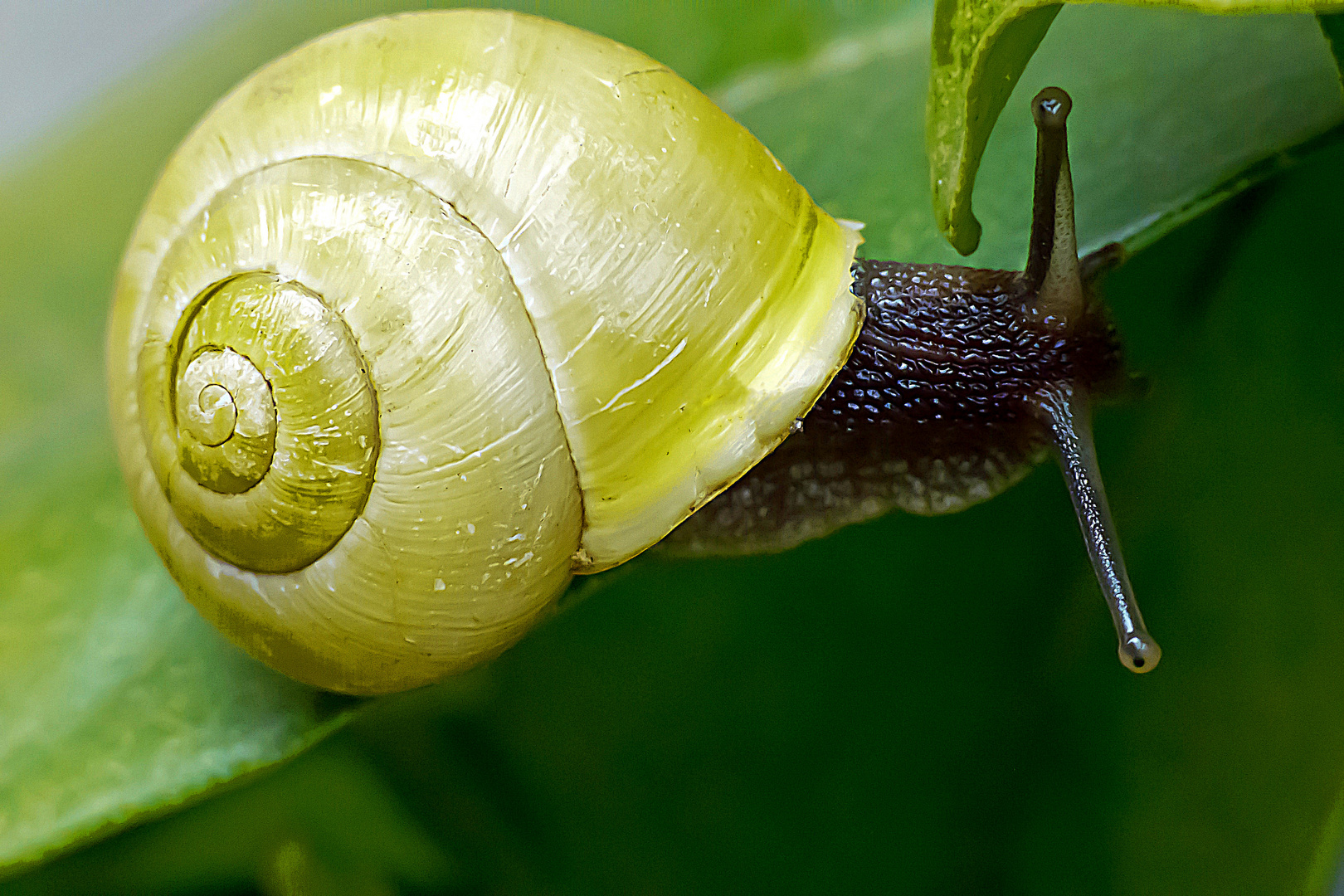 Unerwünschter Besuch im Garten