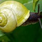 Unerwünschter Besuch im Garten