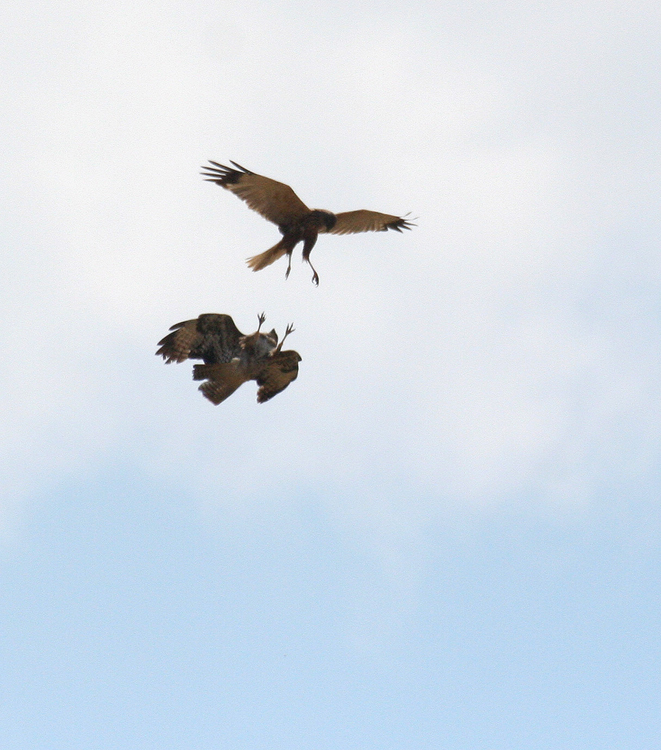 Unerwünschter Überflieger