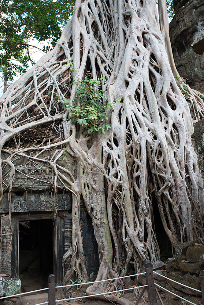 Unesco Weltkulturerbe - der Tempel Ta Prohm