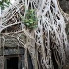 Unesco Weltkulturerbe - der Tempel Ta Prohm