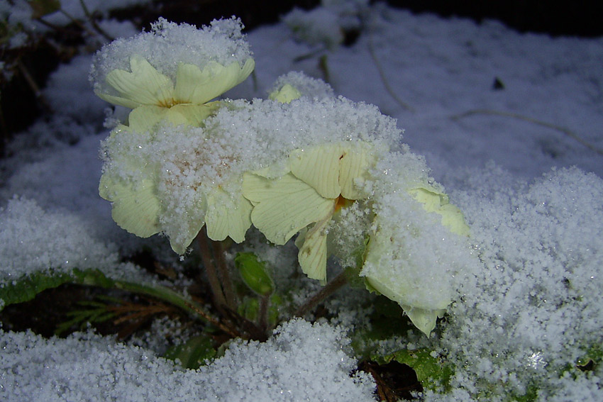 Unexpected snow