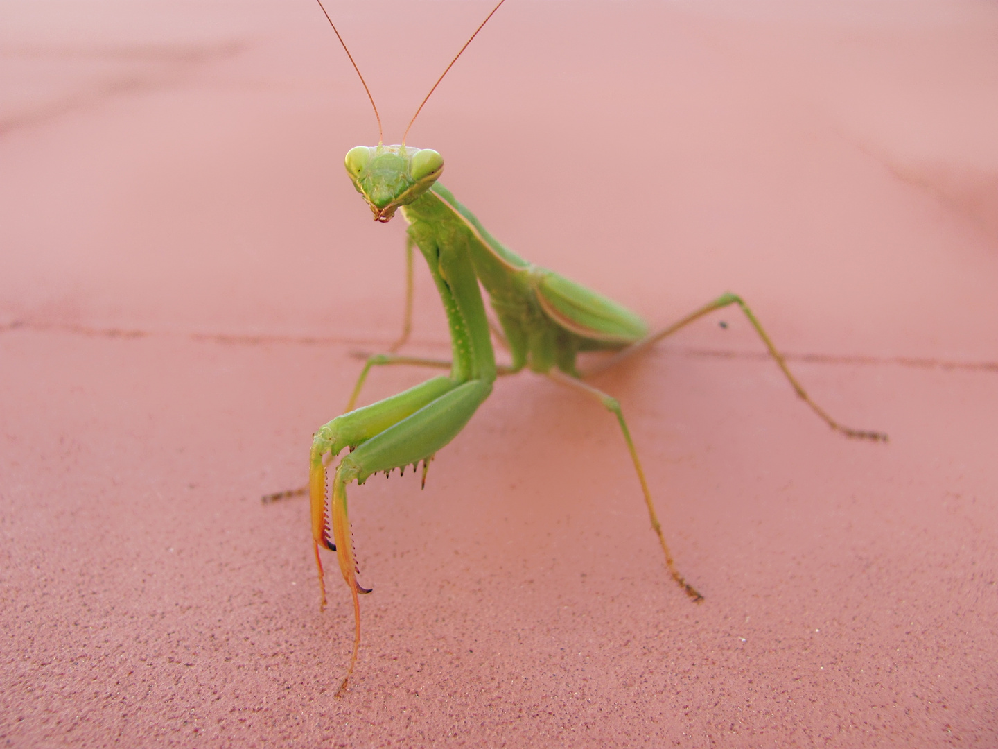 Unexpected Visitor - Mantis religiosa