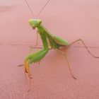 Unexpected Visitor - Mantis religiosa