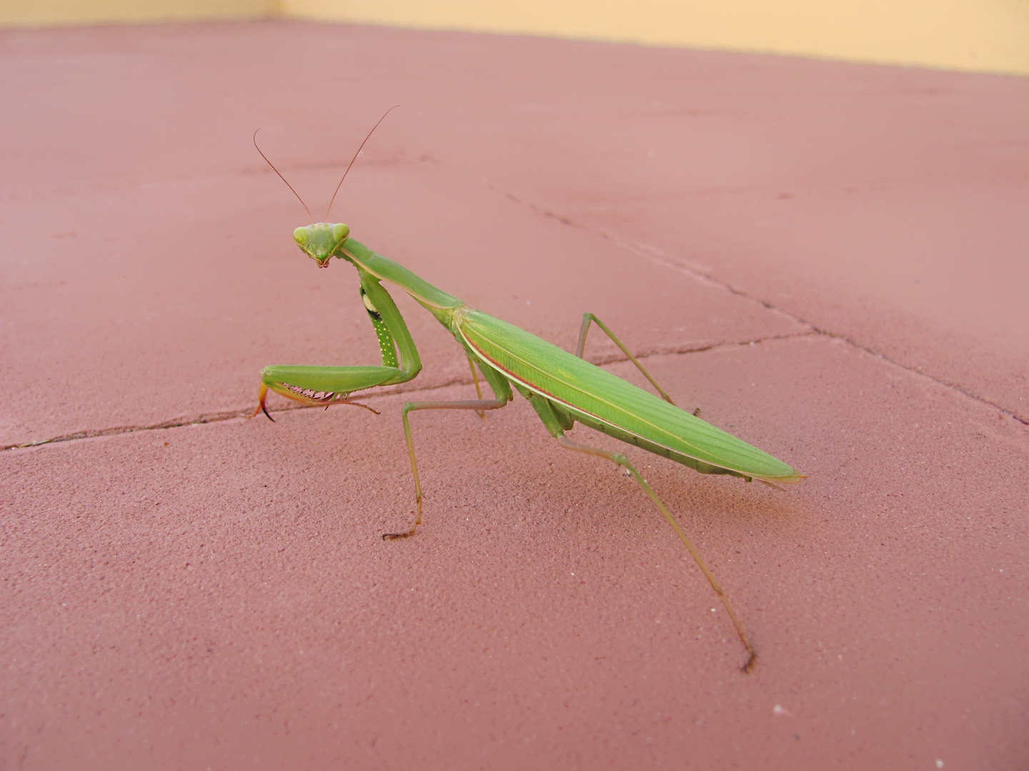 Unexpected Visitor - Mantis religiosa - full