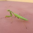 Unexpected Visitor - Mantis religiosa - full