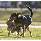 Unfair - immer gewinnt der große Bruder