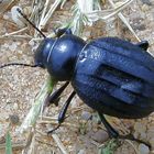 Tierwelt