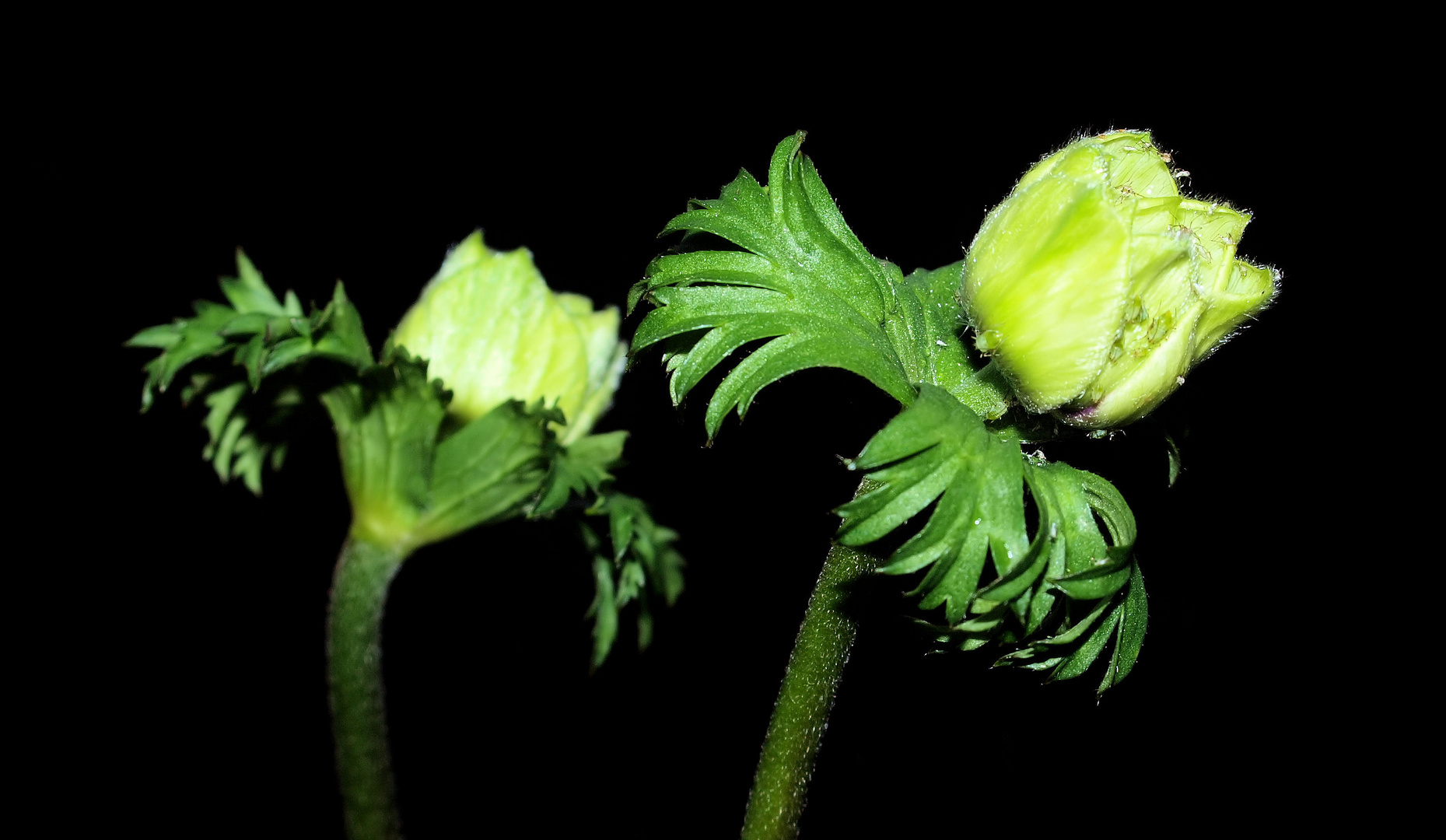 Unfassbar... die Anemonen fangen an zu blühen und es gibt Blattläuse....