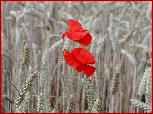 Unfertiges Mohnbrötchen
