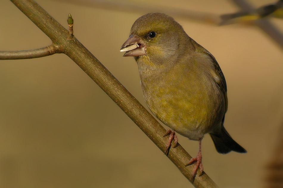 Unformig Foto Bild Tiere Wildlife Wild Lebende Vogel Bilder Auf Fotocommunity