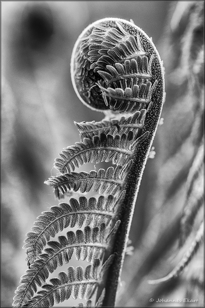 unfolding B/W