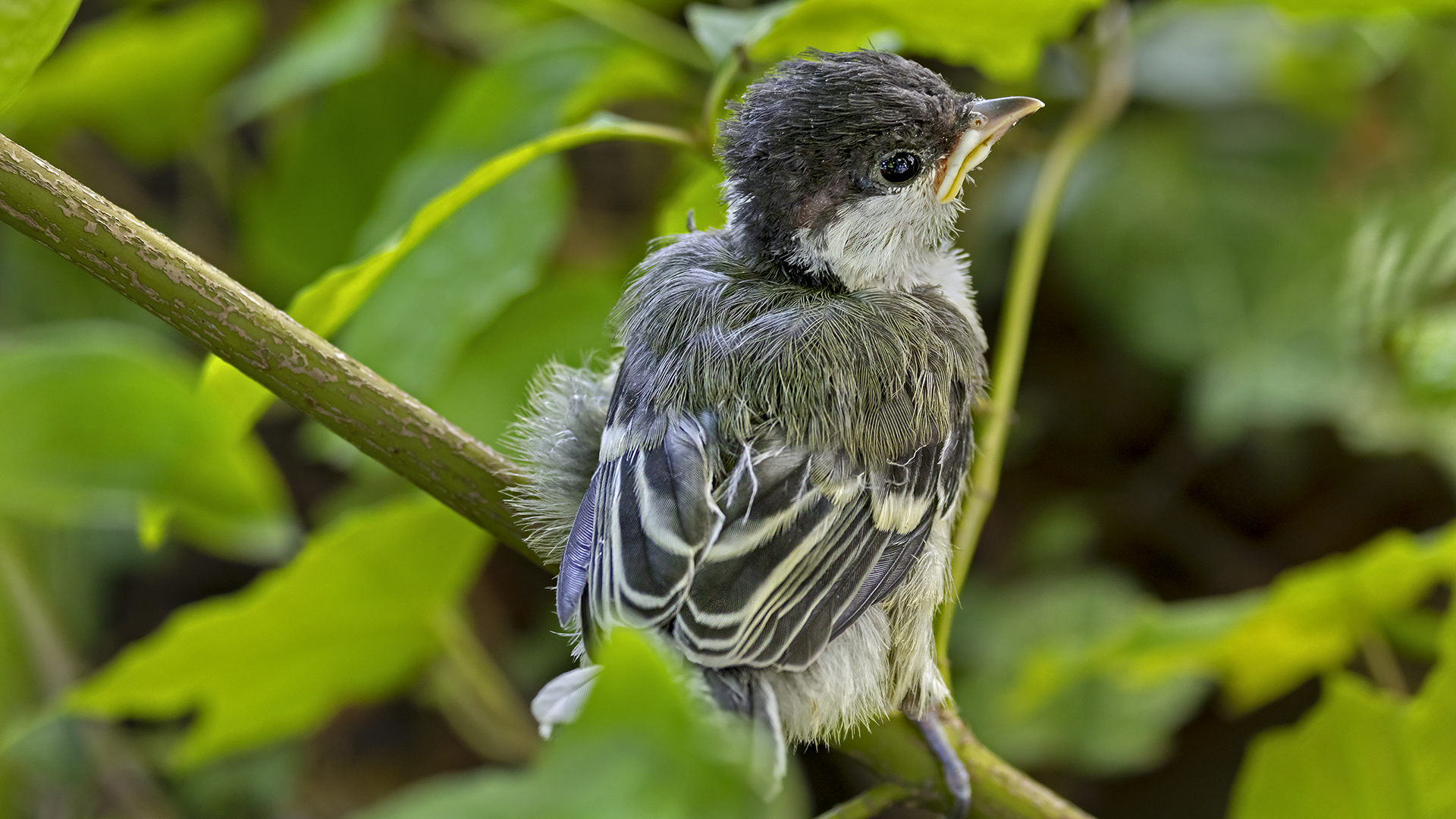 Unfreiwillig aus dem Nest gefallen