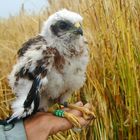 Unfreiwilliger Mitarbeiter der Vogelforschung