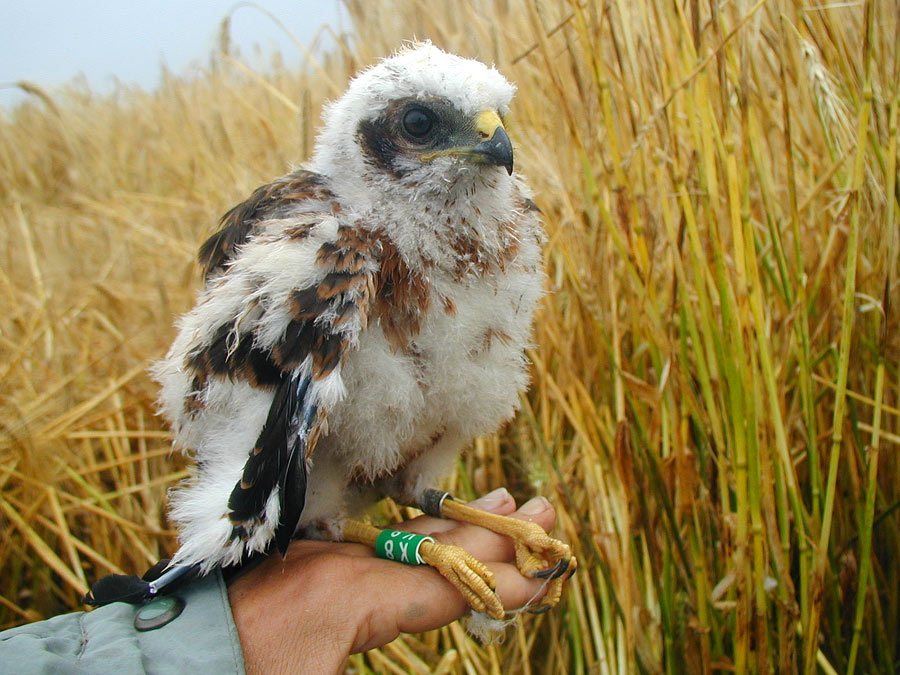 Unfreiwilliger Mitarbeiter der Vogelforschung