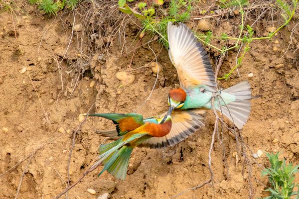 unfreundliche Begegnungen (2)