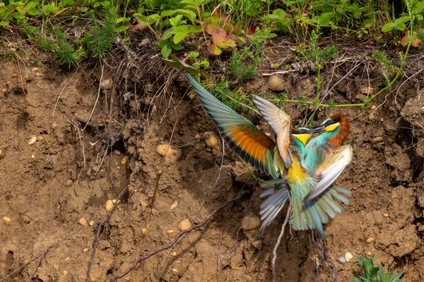 unfreundliche Begegnungen