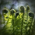 Unfurling Ferns