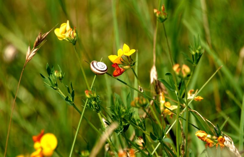 Ungarisch bunte Schneckenumgebung