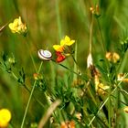 Ungarisch bunte Schneckenumgebung