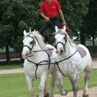 "Ungarische Post" auf 2 Percheron Hengsten