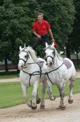 "Ungarische Post" auf 2 Percheron Hengsten