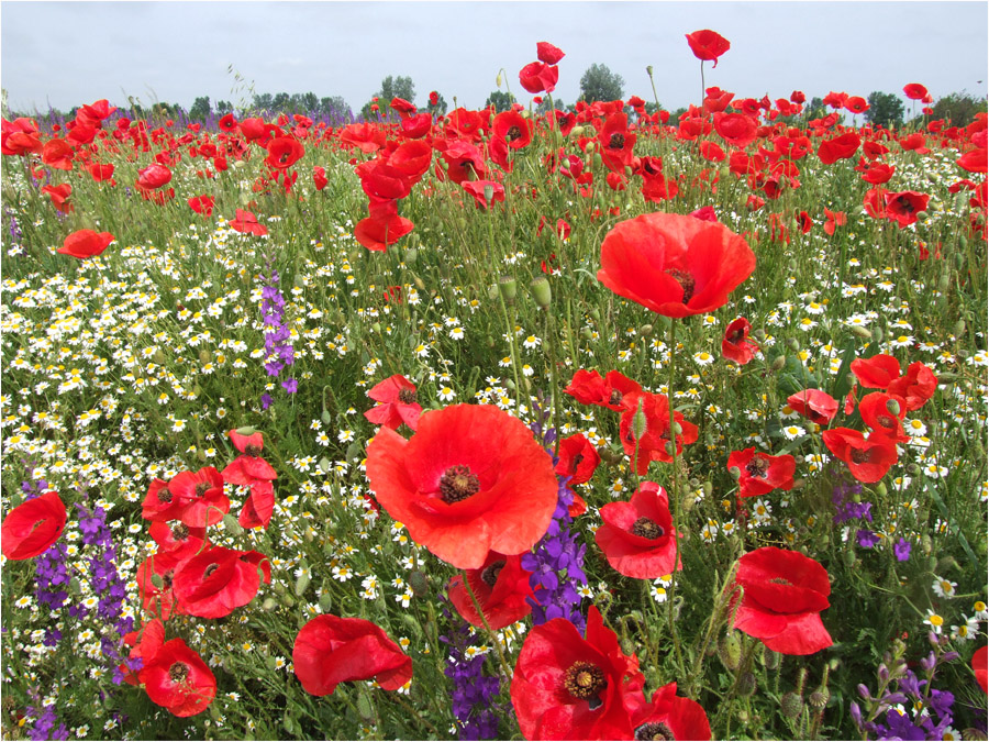 Ungarische Wildblümchen