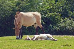 Ungarische Wildpferde - Schlaf im Schutz der Mama