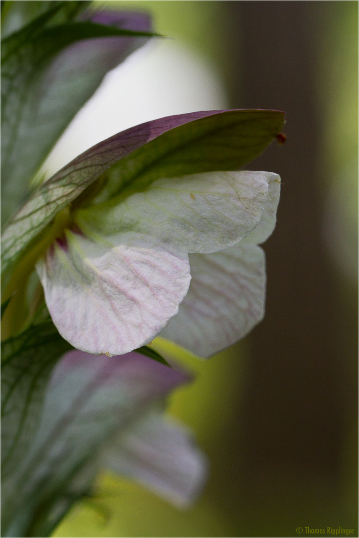 Ungarischer Bärenklau (Acanthus hungaricus) ....