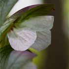 Ungarischer Bärenklau (Acanthus hungaricus) ....