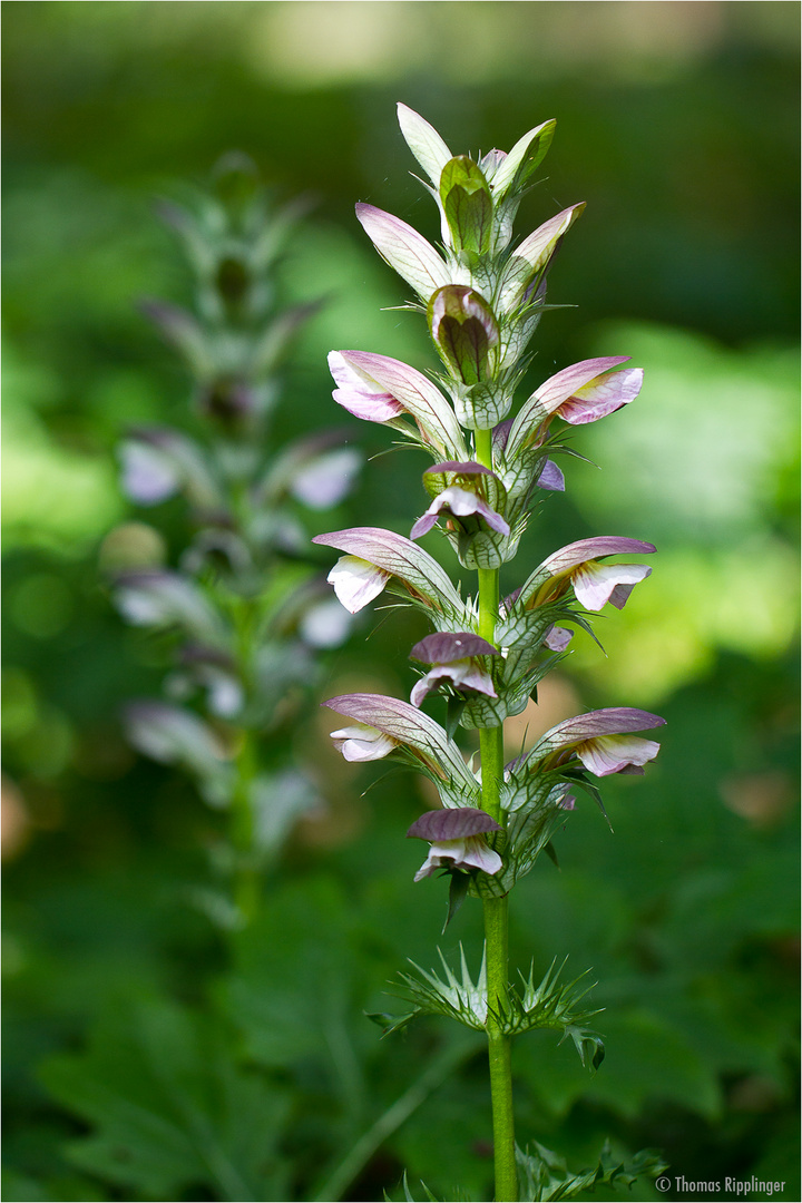 Ungarischer Bärenklau (Acanthus hungaricus) ......