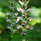 Ungarischer Bärenklau (Acanthus hungaricus) ......