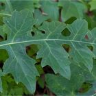 Ungarischer Bärenklau (Acanthus hungaricus) ..