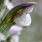 Ungarischer Bärenklau (Acanthus hungaricus)..